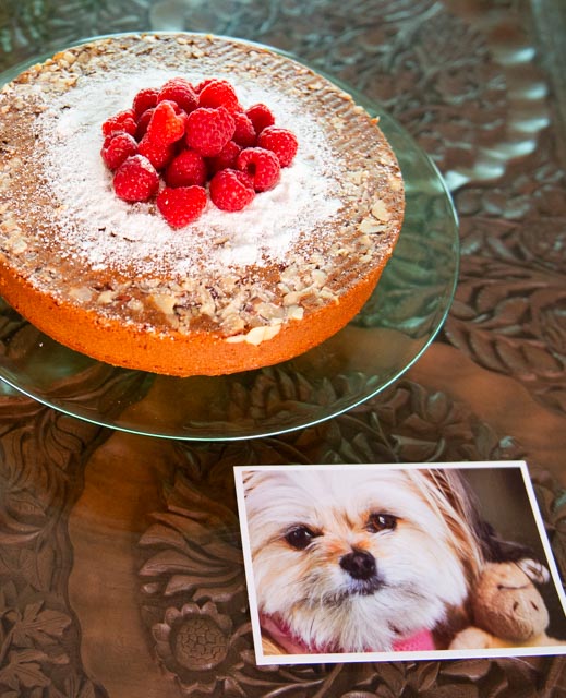 Honey Cake: It’s a Honey of A Cake and Juliet is a  Honey of a Pup